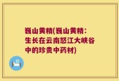 巍山黄精(巍山黄精：生长在云南怒江大峡谷中的珍贵中药材)