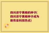 四川遂宁黄精的种子(四川遂宁黄精种子成为新农业科技热点)
