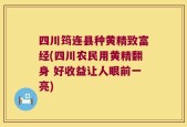 四川筠连县种黄精致富经(四川农民用黄精翻身 好收益让人眼前一亮)