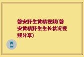 磐安野生黄精视频(磐安黄精野生生长状况视频分享)