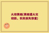 火烧黄精(黄精遭火灾烧毁，农民损失惨重)