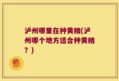 泸州哪里在种黄精(泸州哪个地方适合种黄精？)