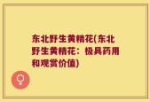 东北野生黄精花(东北野生黄精花：极具药用和观赏价值)