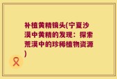 补植黄精镜头(宁夏沙漠中黄精的发现：探索荒漠中的珍稀植物资源)