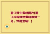 丽江野生黄精图片(丽江珍稀植物黄精难得一见，惊艳登场！)