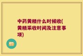 中药黄精什么时候收(黄精采收时间及注意事项)