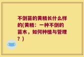不倒苗的黄精长什么样的(黄精：一种不倒的苗木，如何种植与管理？)