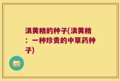 滇黄精的种子(滇黄精：一种珍贵的中草药种子)