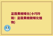 盆栽黄精矮化(小巧玲珑！盆栽黄精做矮化植物)