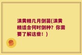 滇黄精几月倒苗(滇黄精适合何时倒种？你需要了解这些！)