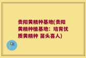 贵阳黄精种基地(贵阳黄精种植基地：培育优质黄精种 苗头喜人)