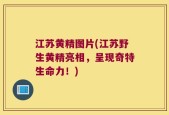 江苏黄精图片(江苏野生黄精亮相，呈现奇特生命力！)