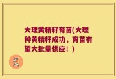 大理黄精籽育苗(大理种黄精籽成功，育苗有望大批量供应！)