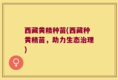 西藏黄精种苗(西藏种黄精苗，助力生态治理)