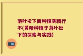落叶松下面种植黄精行不(黄精种植于落叶松下的探索与实践)