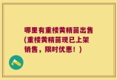 哪里有重楼黄精苗出售(重楼黄精苗现已上架销售，限时优惠！)