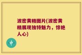 波密黄精图片(波密黄精展现独特魅力，惊艳人心)