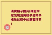 浅黄精子图片(细胞学家发现浅黄精子是精子成熟过程中的重要环节)