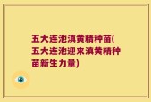 五大连池滇黄精种苗(五大连池迎来滇黄精种苗新生力量)