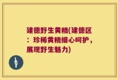 建德野生黄精(建德区：珍稀黄精细心呵护，展现野生魅力)