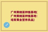 广州黄精苗种植基地(广州黄精苗种植基地：培育黄金营养良品)