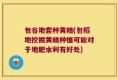 包谷地套种黄精(包稻地挖掘黄精种植可能对于地肥水利有好处)