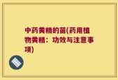 中药黄精的苗(药用植物黄精：功效与注意事项)
