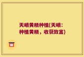 天峨黄精种植(天峨：种植黄精，收获致富)