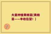 大量种植黄精苗(黄精苗——丰收在望！)