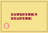 东北哪有野生黄精(寻找东北野生黄精)