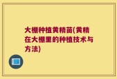 大棚种植黄精苗(黄精在大棚里的种植技术与方法)