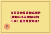 多花黄精是黄精吗图片(黄精与多花黄精有何不同？看图片就知道！