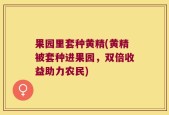 果园里套种黄精(黄精被套种进果园，双倍收益助力农民)