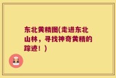 东北黄精图(走进东北山林，寻找神奇黄精的踪迹！)