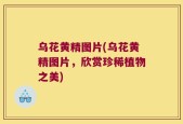乌花黄精图片(乌花黄精图片，欣赏珍稀植物之美)