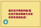 重庆高杆黄精种植(重庆高杆栽培黄精为当地农民带来新机遇)