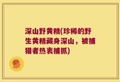 深山野黄精(珍稀的野生黄精藏身深山，被捕猎者热衷捕抓)