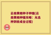 云南黄精种子种植(云南黄精种植攻略：从选种到收成全过程)