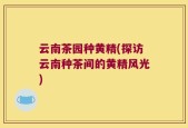 云南茶园种黄精(探访云南种茶间的黄精风光)