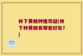 林下黄精种植效益(林下种黄精有哪些好处？)