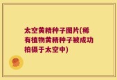 太空黄精种子图片(稀有植物黄精种子被成功拍摄于太空中)