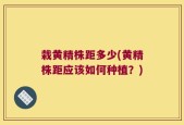 栽黄精株距多少(黄精株距应该如何种植？)