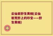 云仙岩野生黄精(云仙岩荒野上的珍宝——野生黄精)