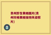 贵州野生黄精图片(贵州珍稀黄精独特风姿照片)