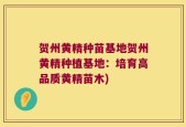 贺州黄精种苗基地贺州黄精种植基地：培育高品质黄精苗木)