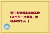 浙江省温州市黄精基地(温州市一片黄海，黄精丰收时节。)