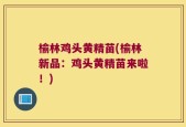 榆林鸡头黄精苗(榆林新品：鸡头黄精苗来啦！)