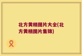 北方黄精图片大全(北方黄精图片集锦)