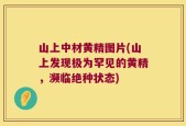 山上中材黄精图片(山上发现极为罕见的黄精，濒临绝种状态)
