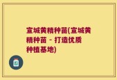 宣城黄精种苗(宣城黄精种苗 - 打造优质种植基地)